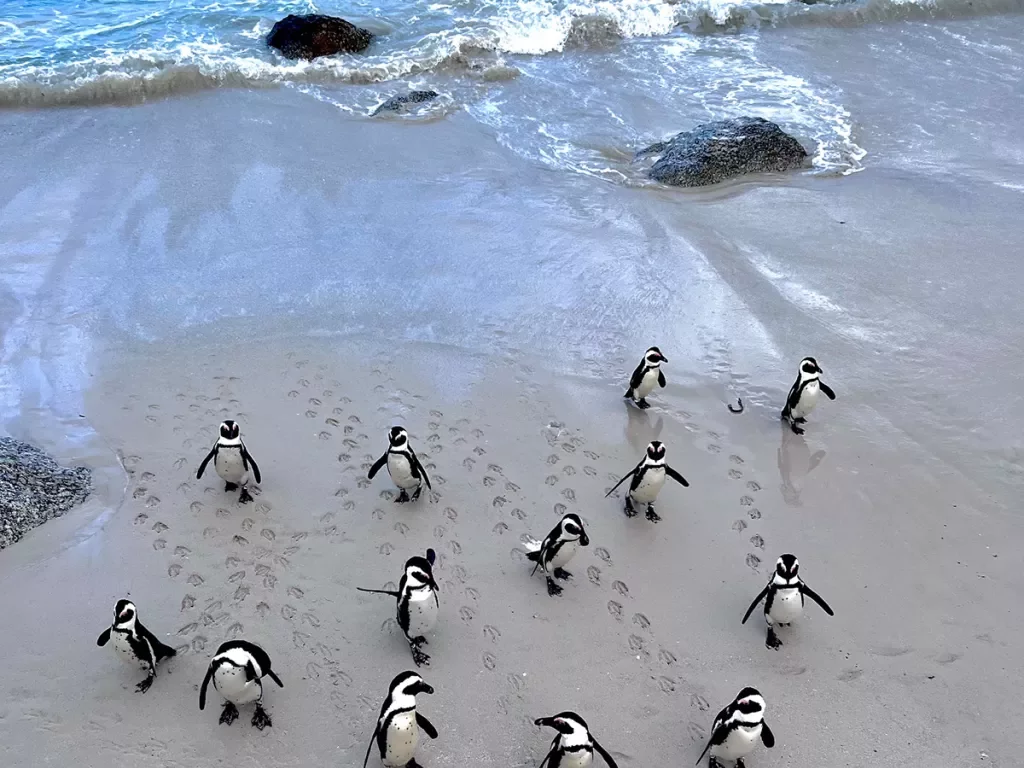 Penguins walking ashore