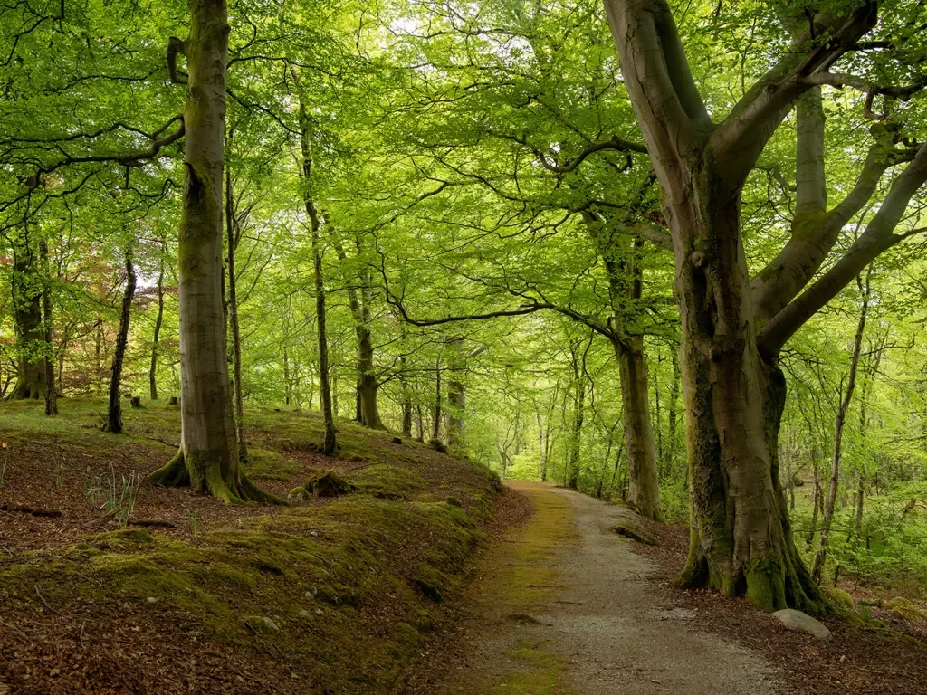 Path Forest Ireland