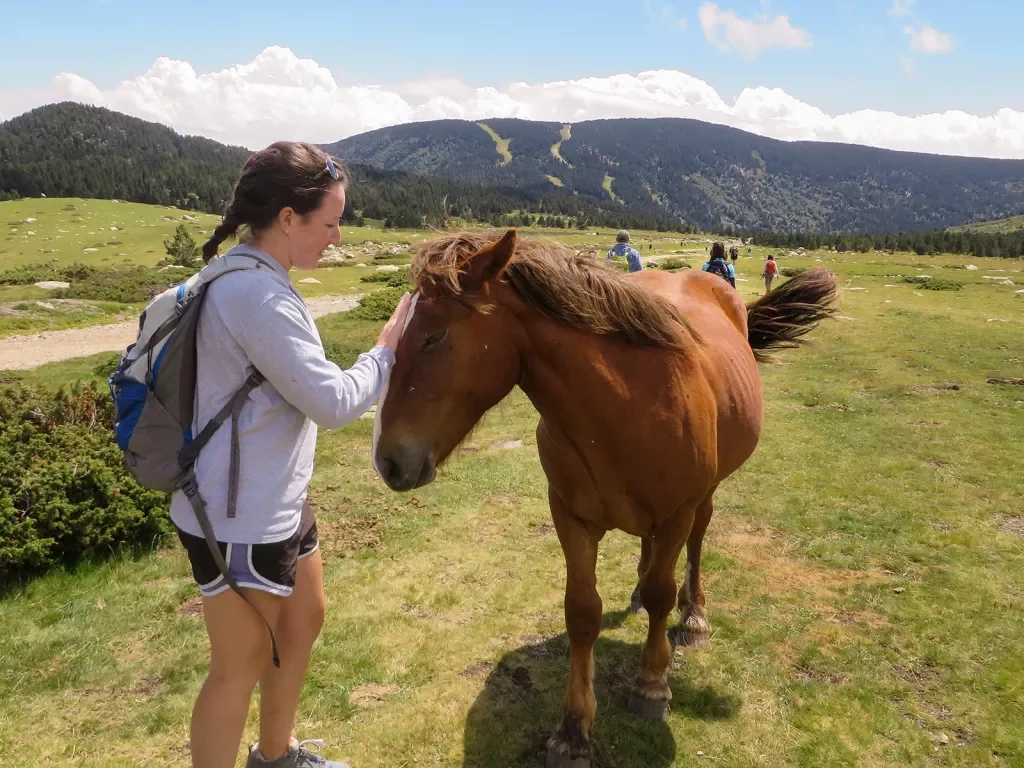 Guest in meadow petting brown horse.