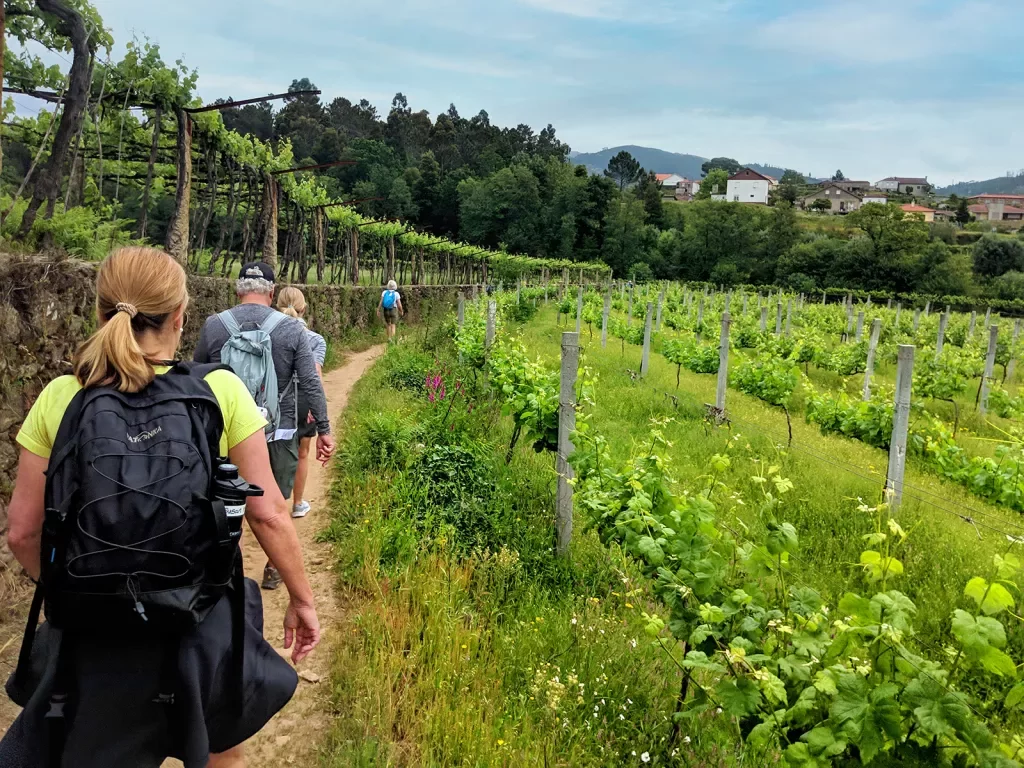 Guests walking through vineyard, grapevines on either side, towards town.