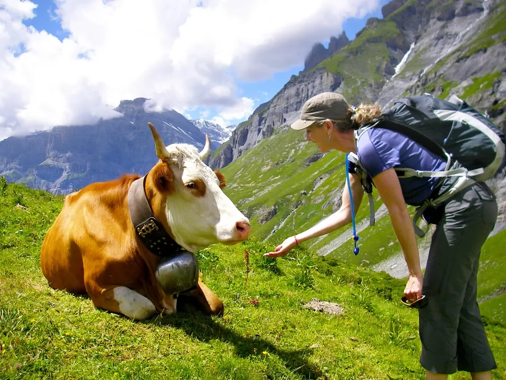 Hiker meeting a cow on a mountain trail.