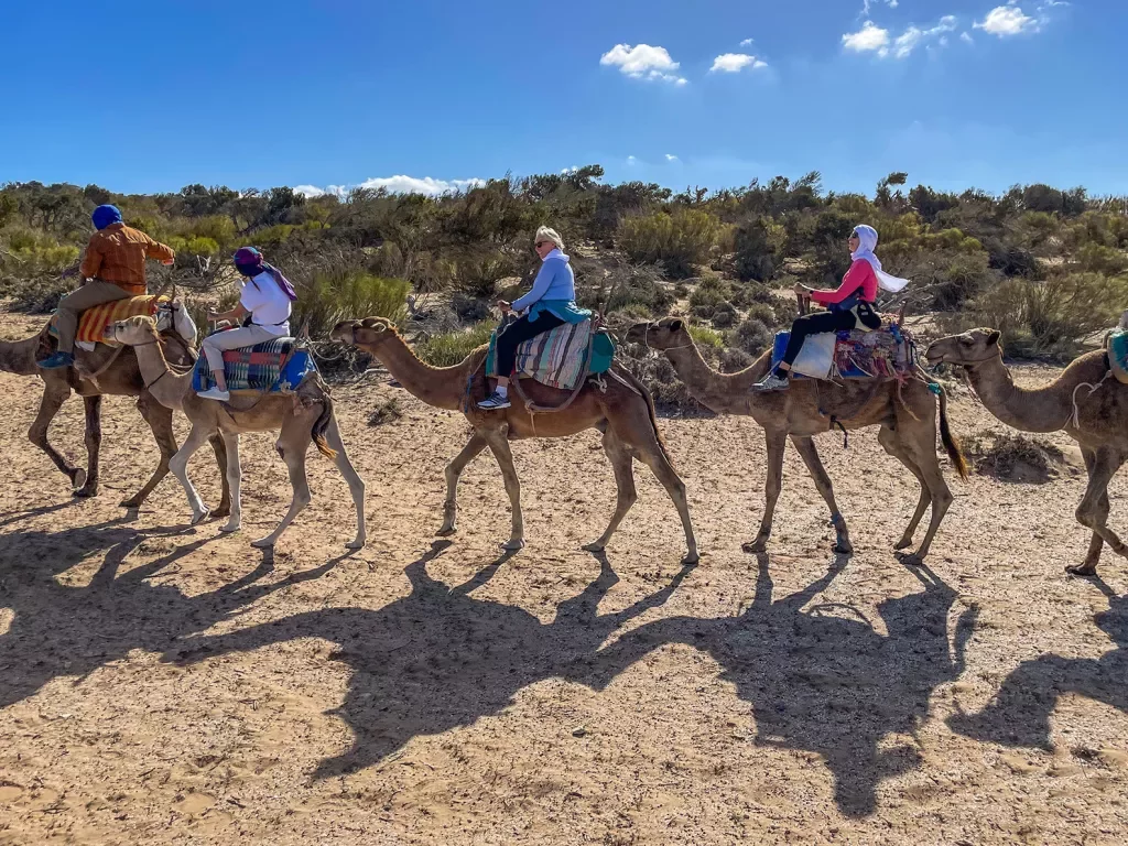 Five guests and their camels, walking is desert, blue sky behind.