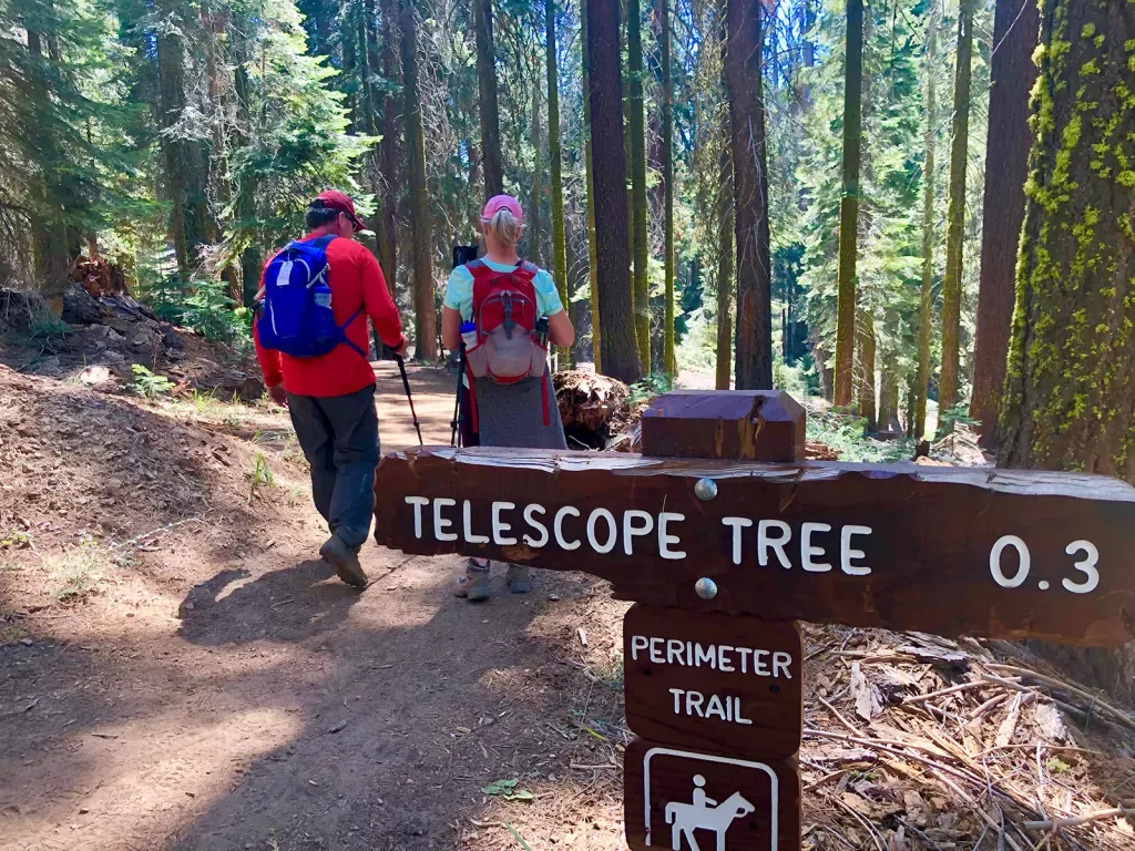 Sign for the "TELESOPE TREE", guests walking past it.