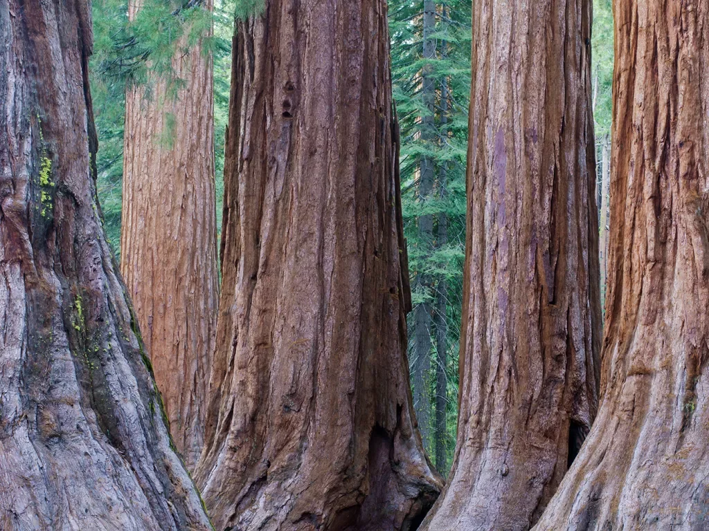 Wide shot of redwood trees.