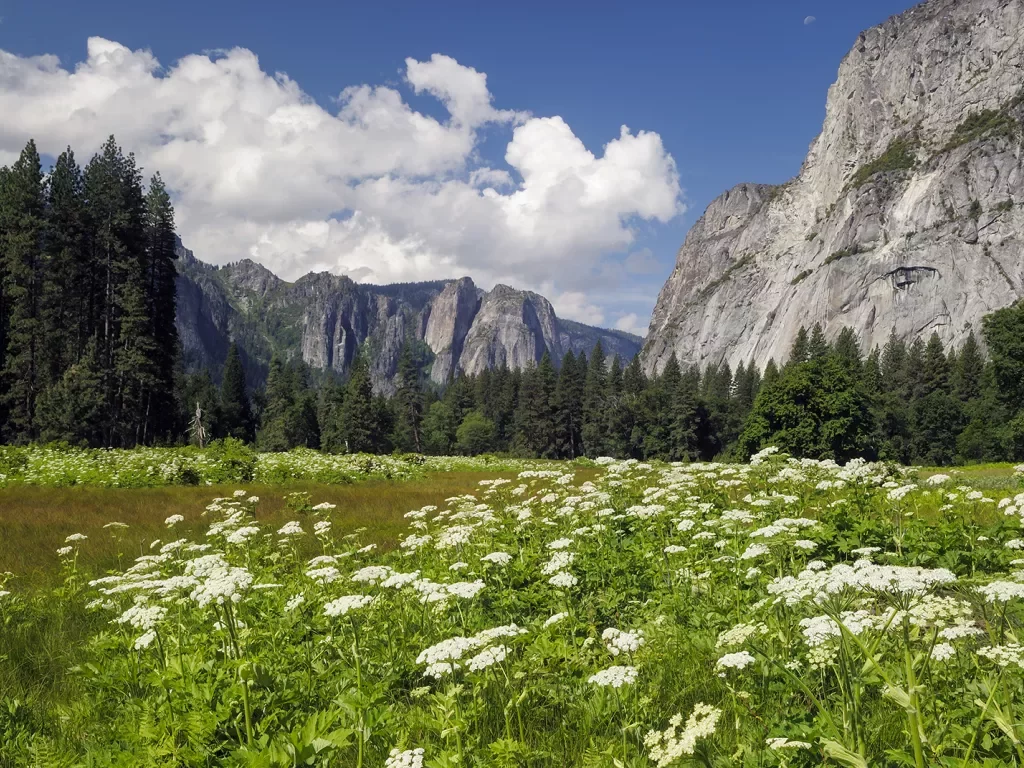 Wide shot of flowery meadow, mountains in background.