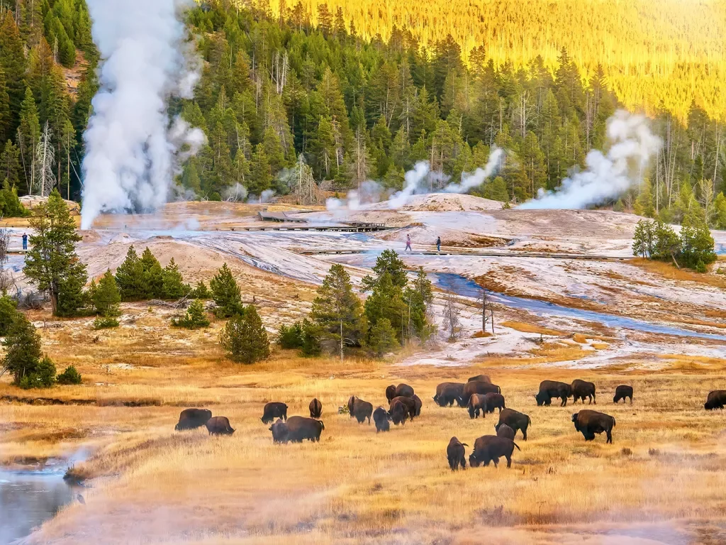 Bison enjoying a snack with steamy hot springs in background