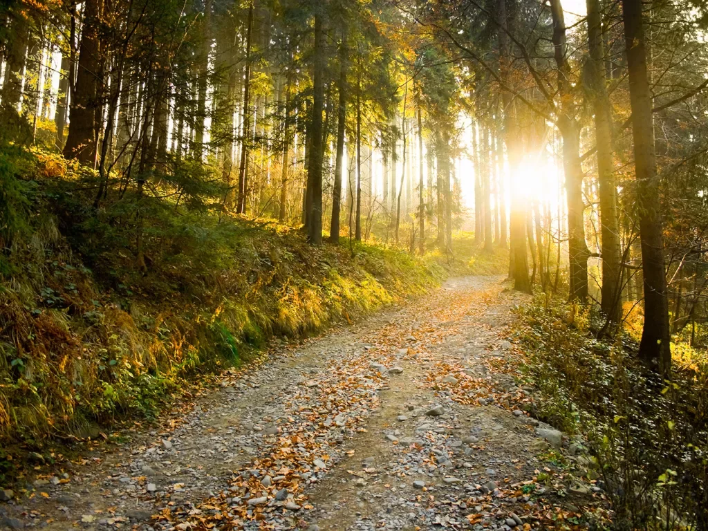 Beautiful autumn forest mountain path at sunset.