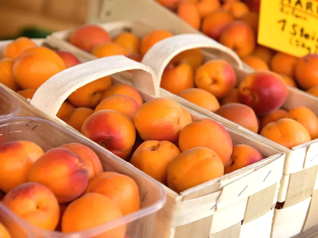 Baskets of ripe apricots