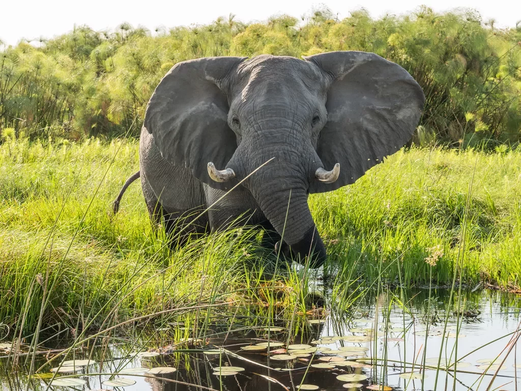 Elephant standing in water