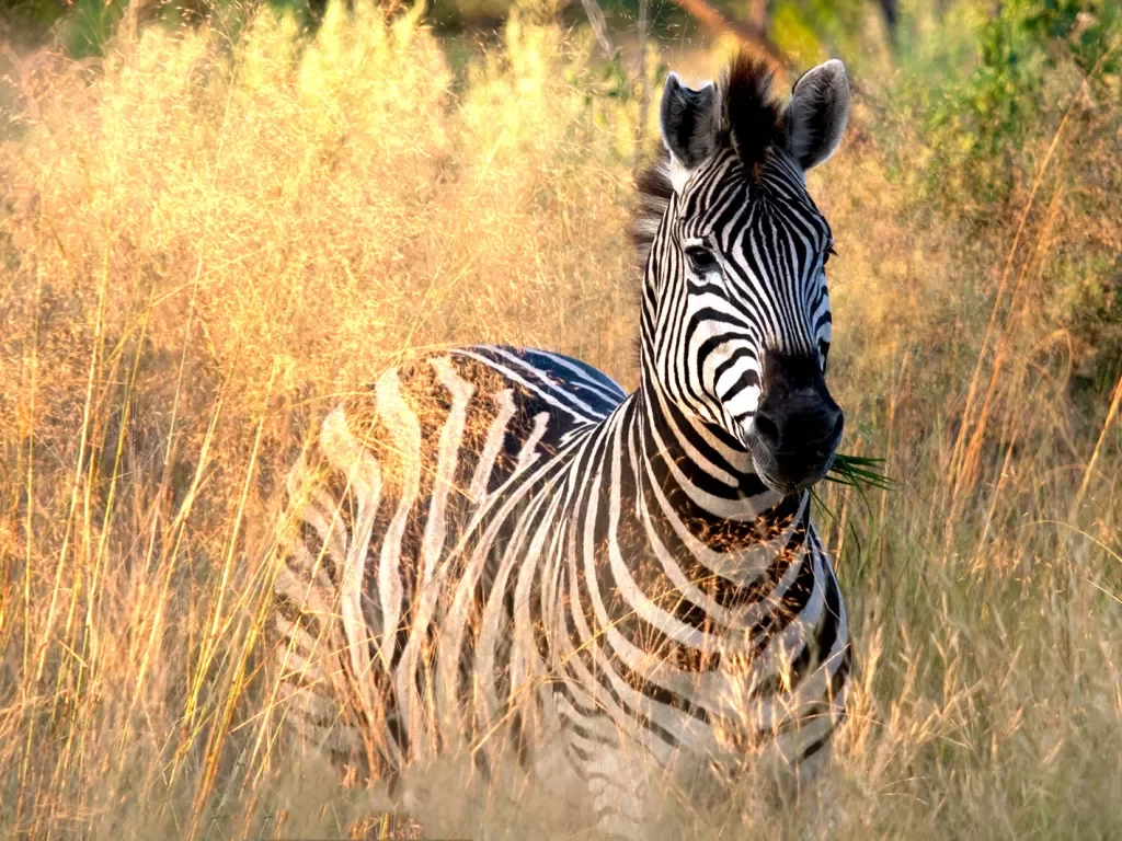 Zebra in tall grass