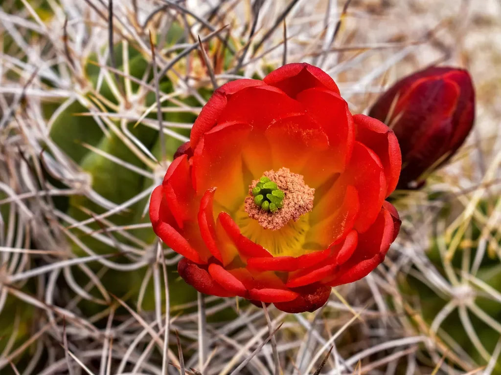 Close-up of red cactus flower.