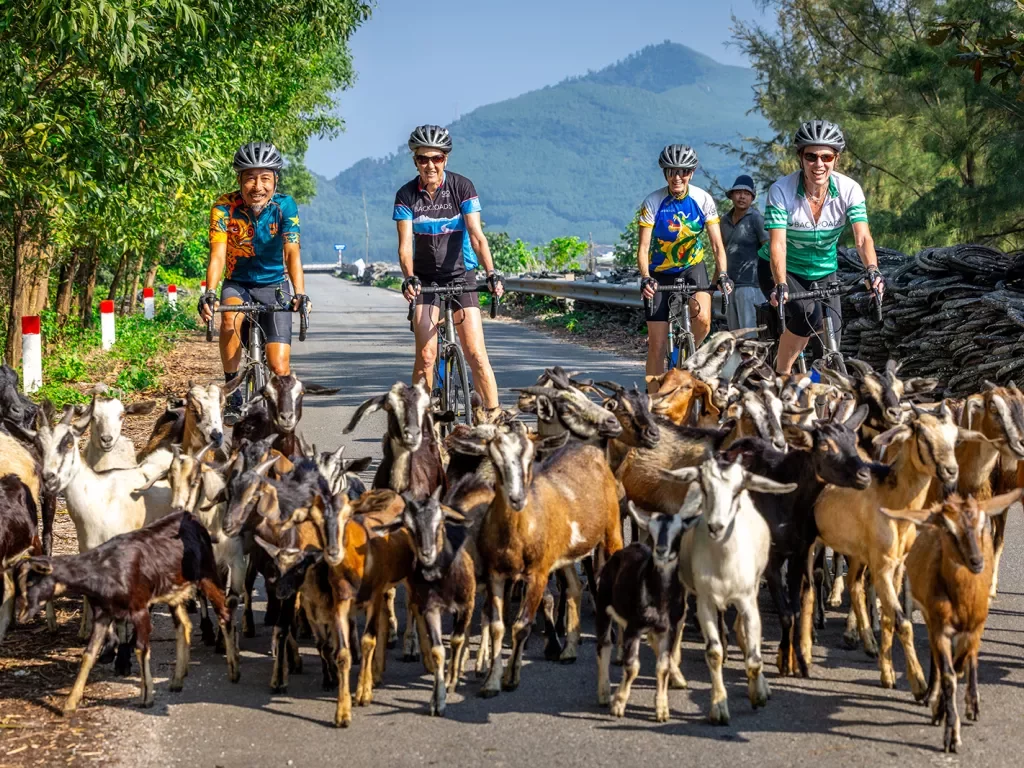 a group of cyclists get stuck behind a herd of goats
