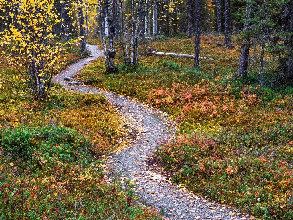 Gravel path in a forest with red, green and orange plants