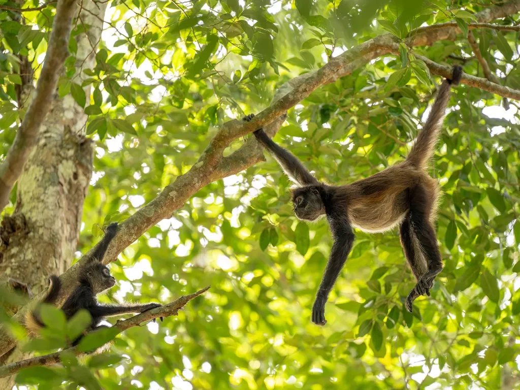Monkey hanging on a branch going towards baby monkey