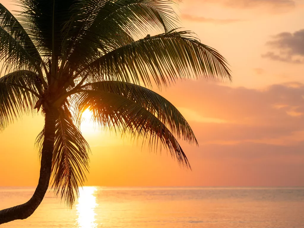 Palm tree with the sunset in the distance
