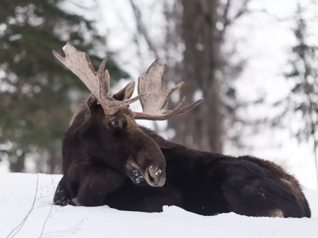 A moose lays in the snow