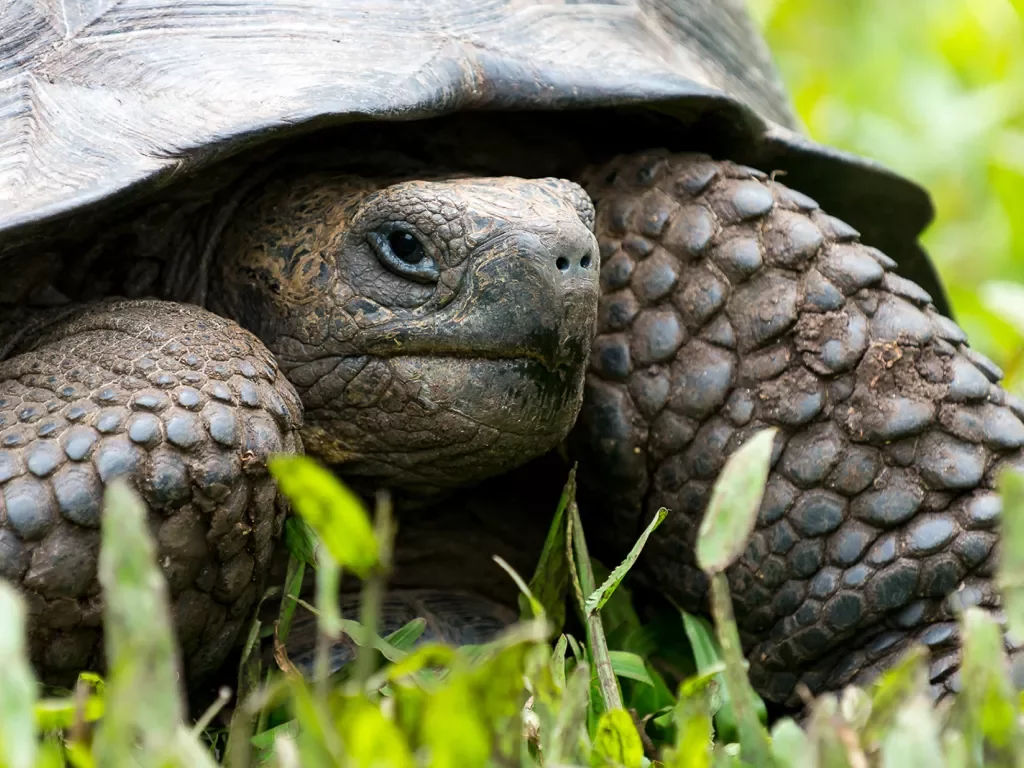 Closeup of a tortoise