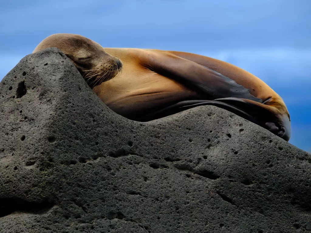 Seal laying on rock
