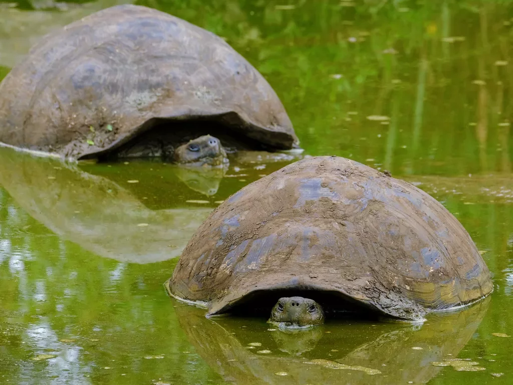 Two turtles in the water