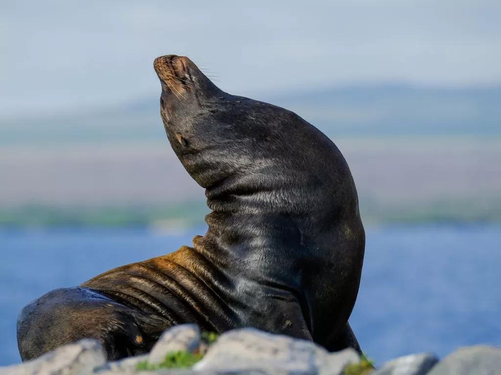 Seal stretching on a rock