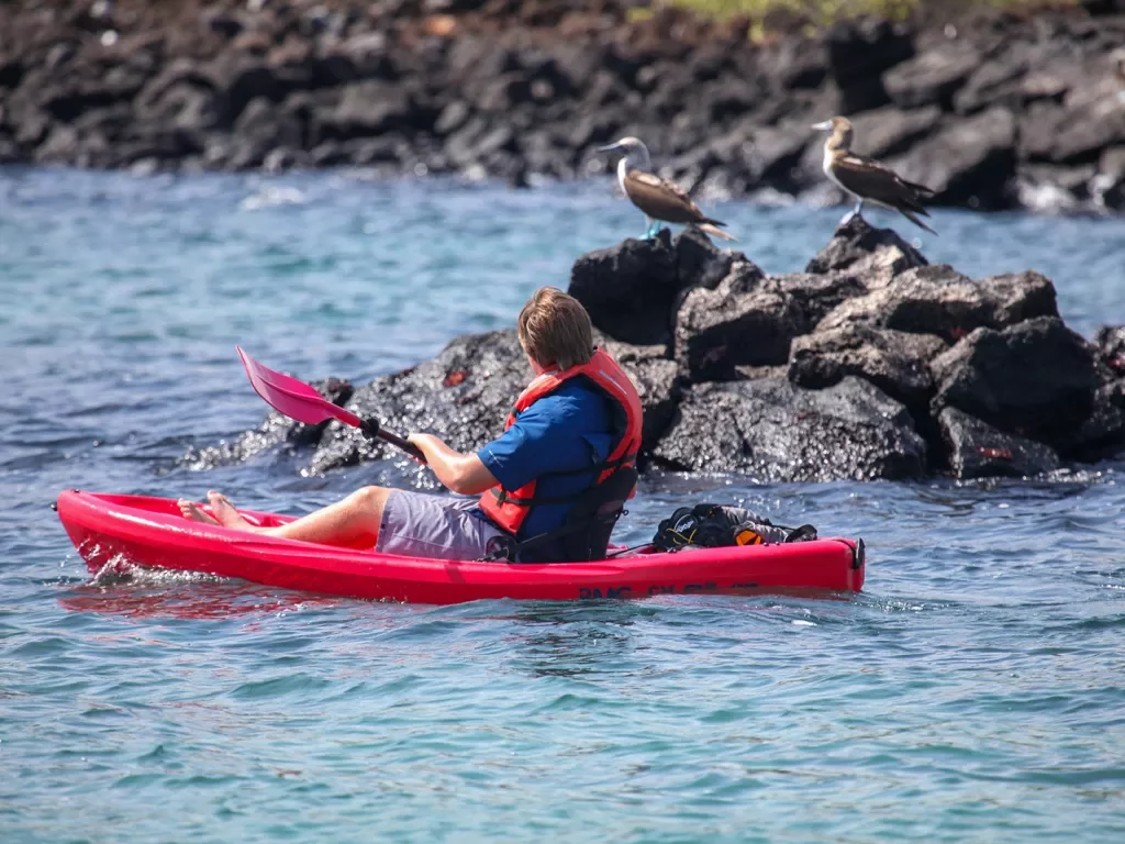 Kayaker floating by birds