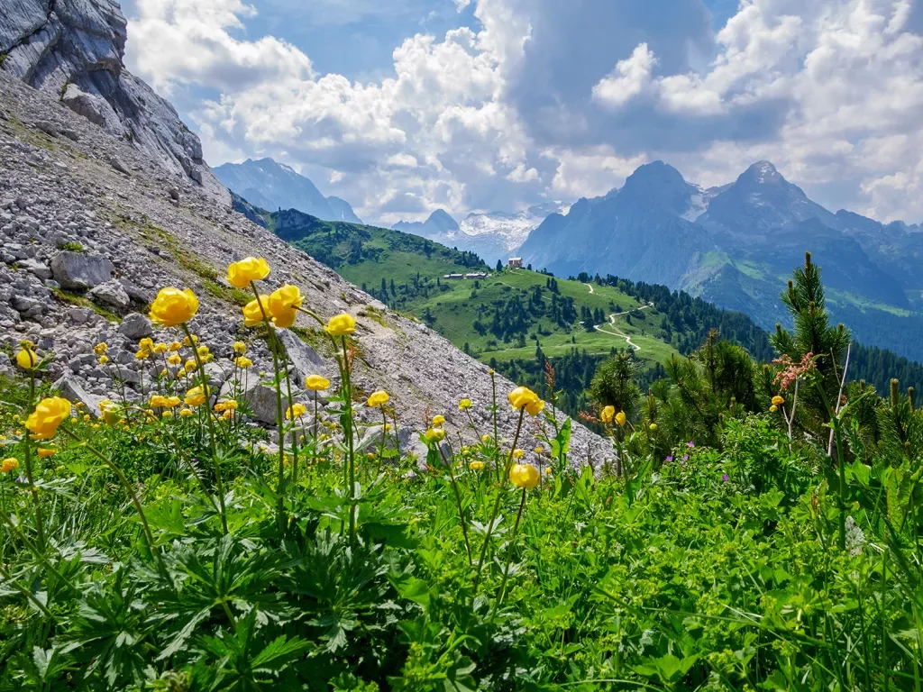 Yellow flowers surrounded by weeds along a rocky hillside