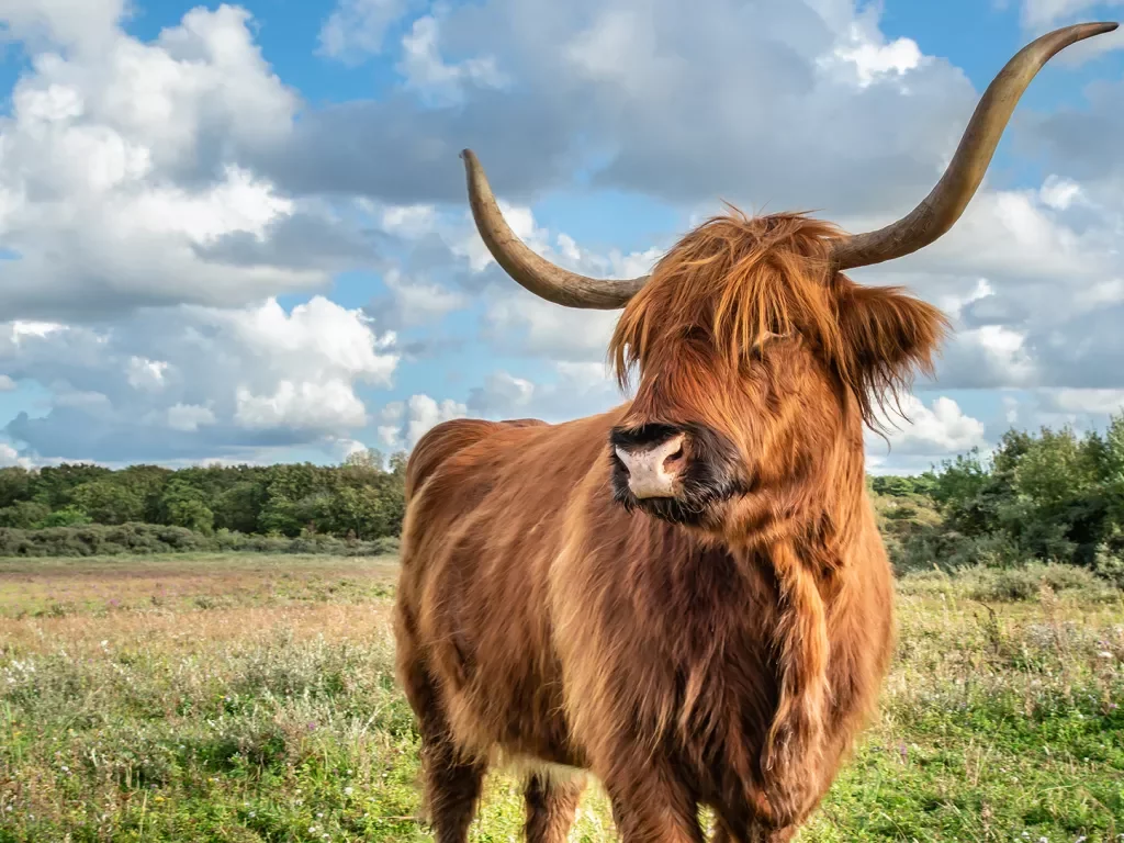 Longhorn cow in a grassy field