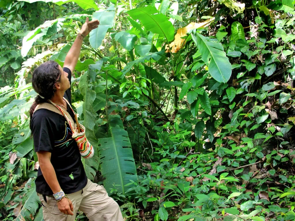 A guide points out leaves in a forested area