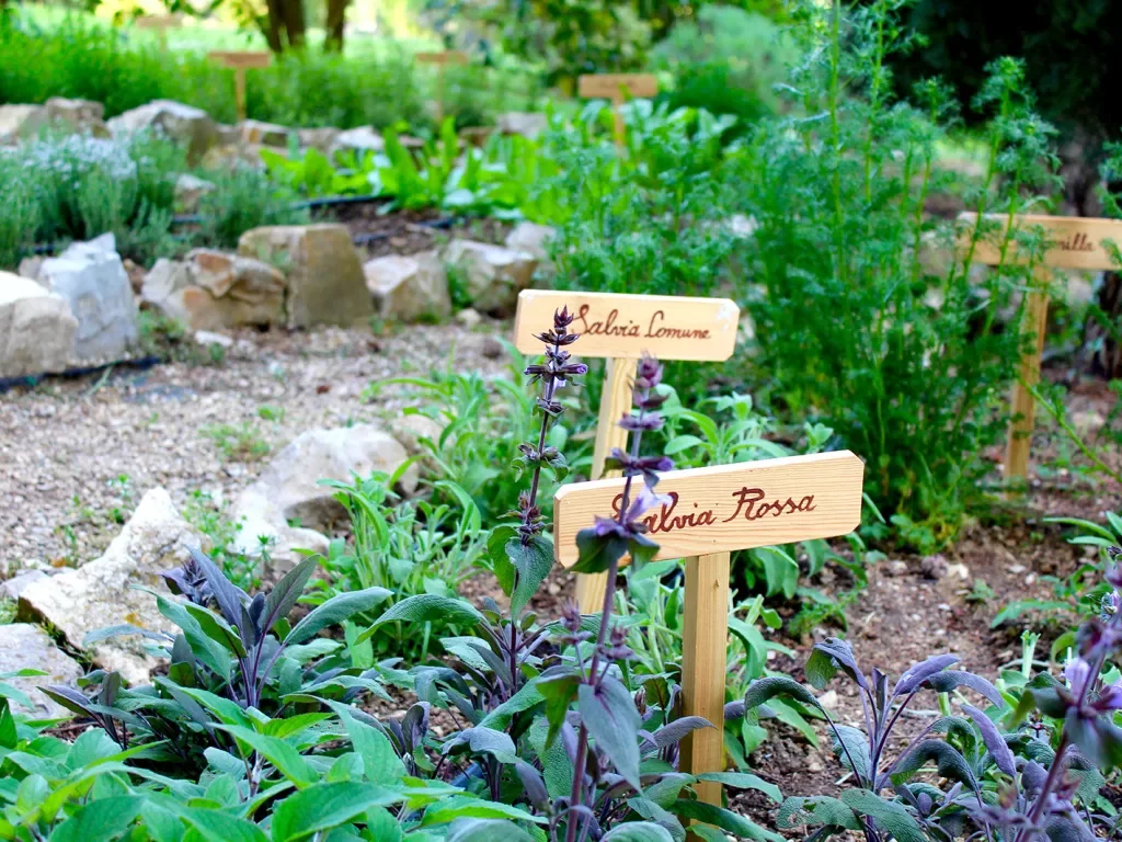 two wooden signs on plants in a garden
