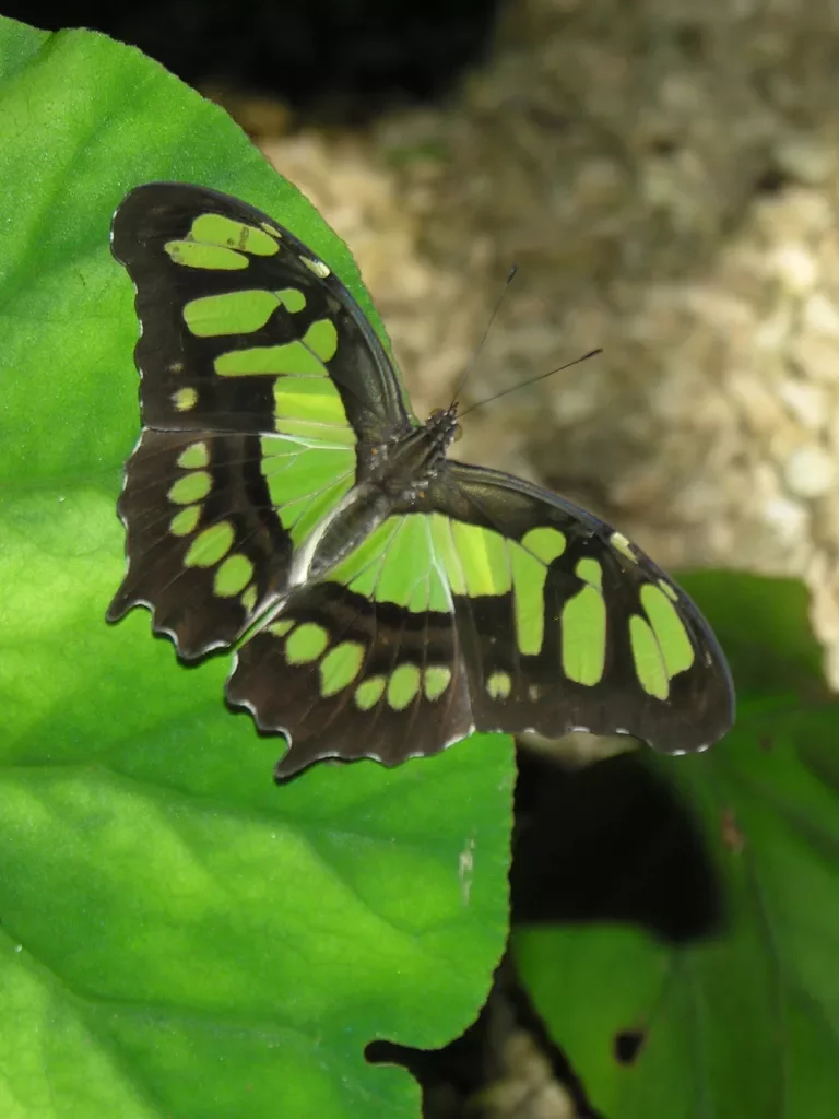 Green Butterfly Costa Rica