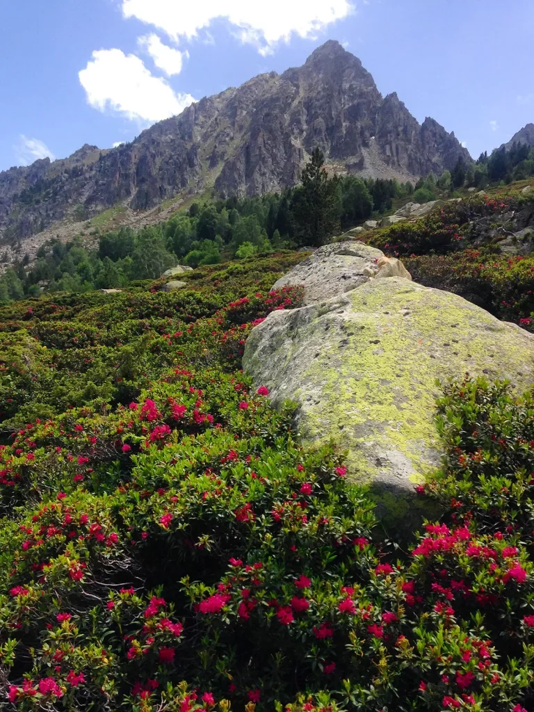 Hillside shot of red flower bushes, boulder, mountains in distance.