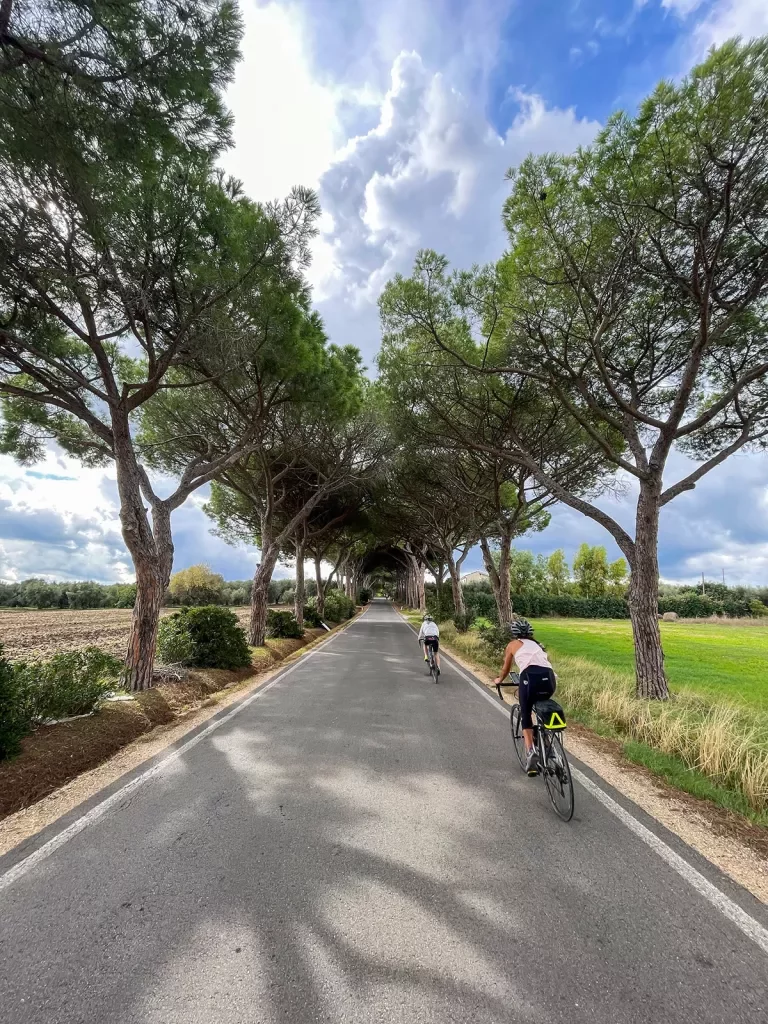 Two guests cycling down road, trees arching above them.
