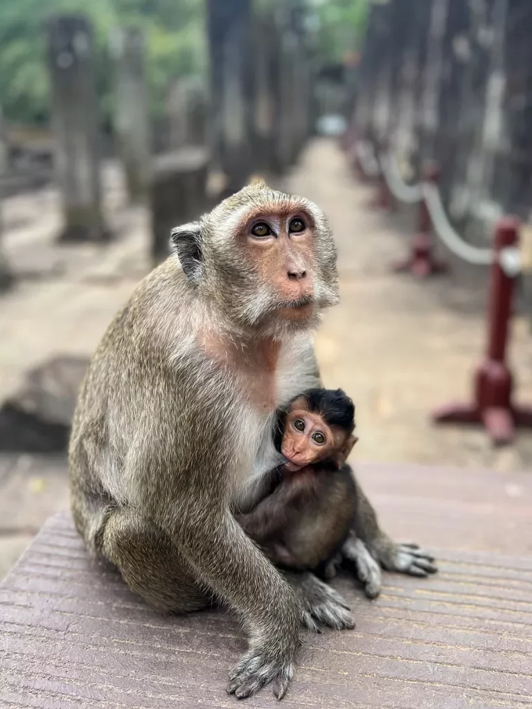 Monkey with baby at a temple in Asia