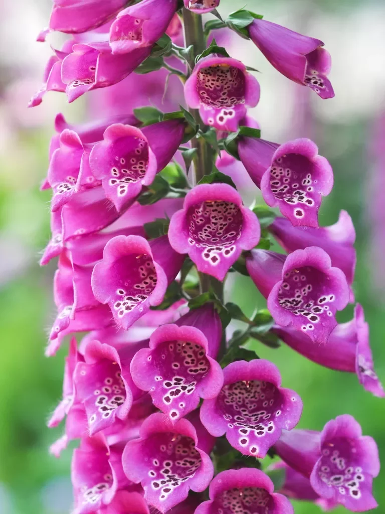 Closeup of blooming Snapdragon flowers.