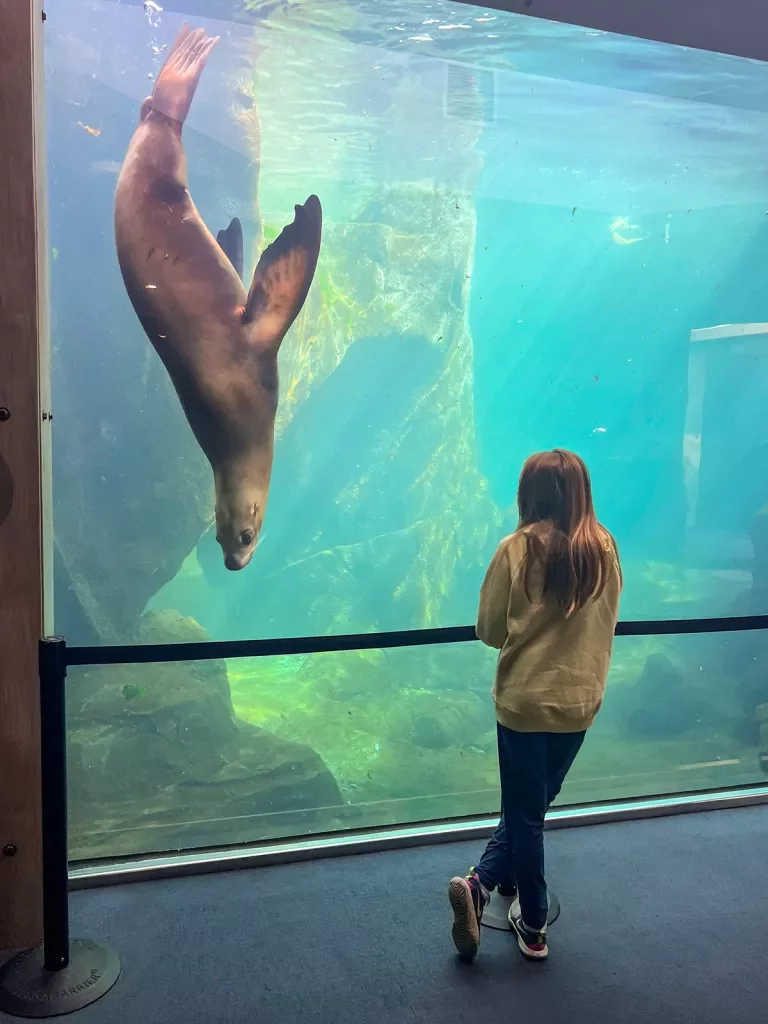 Seal in aquarium
