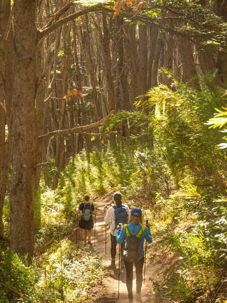 Three guests walking down forest trail, sunlight shining through.