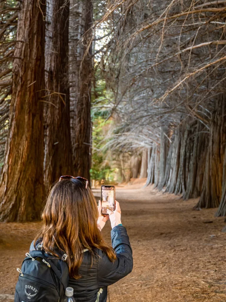 Guest taking photo of redwood grove.