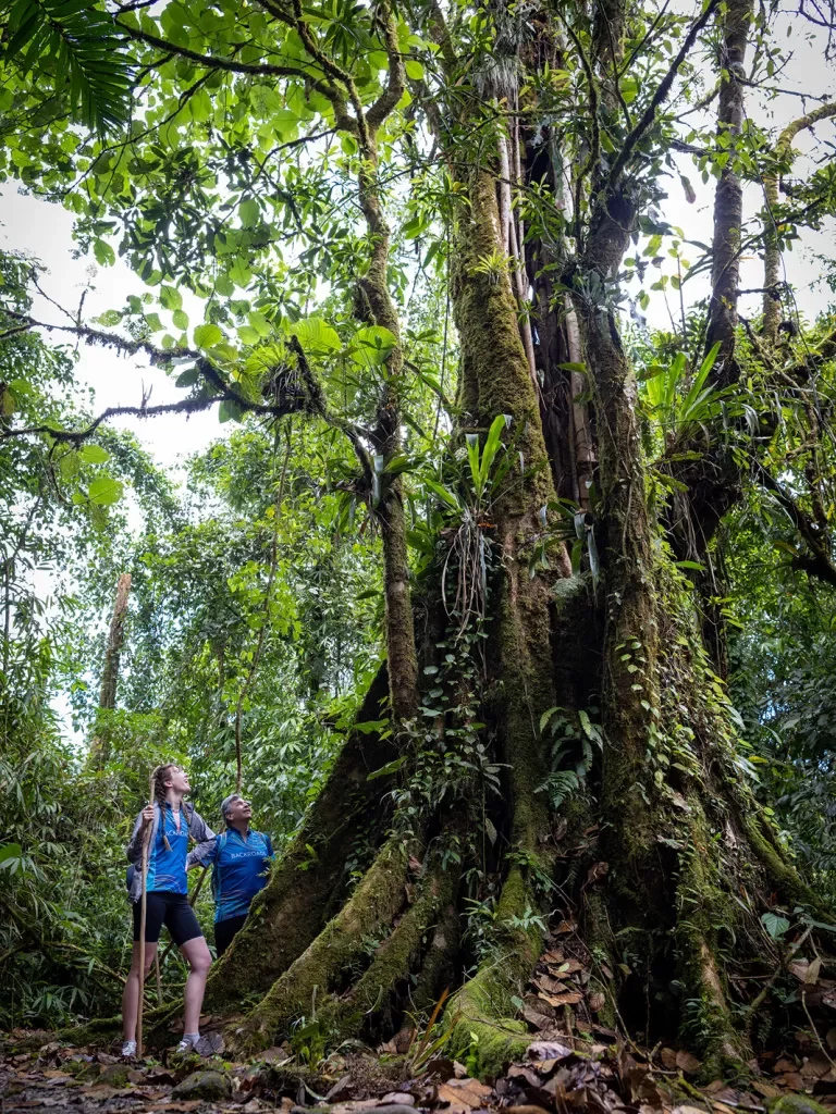 Walking Around Moth Covered Tree in Jungle