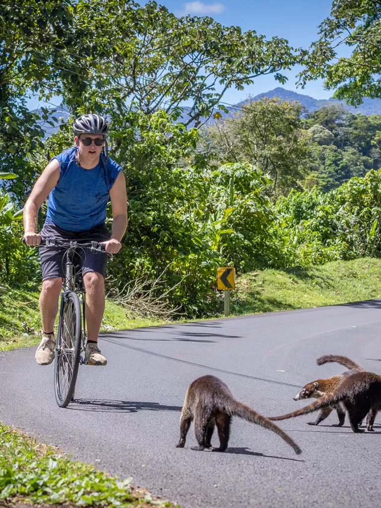 Riders Seeing Coatis on Road Costa Rica