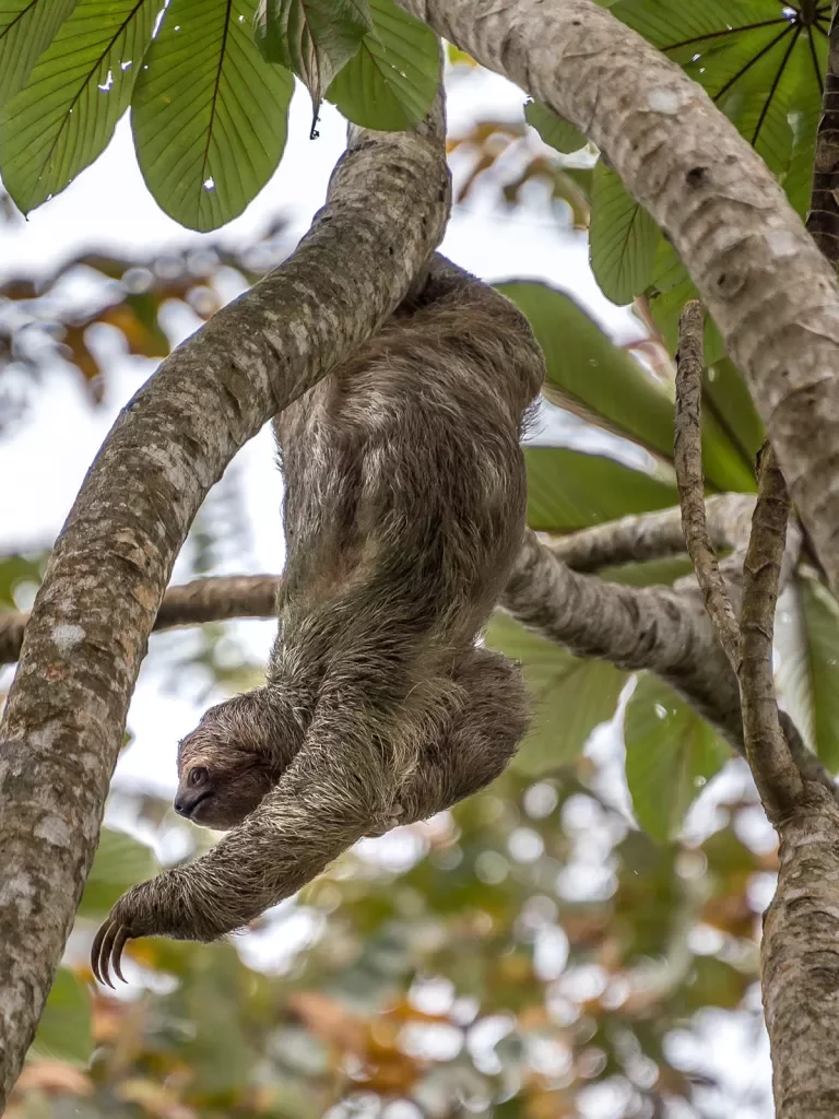 Sloths Hanging From Trees Belize