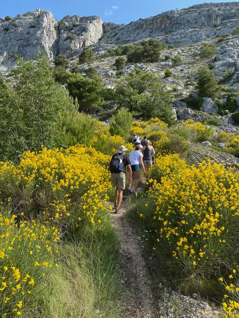 Group of guests walking up hillside, yellow flower bushes around them.