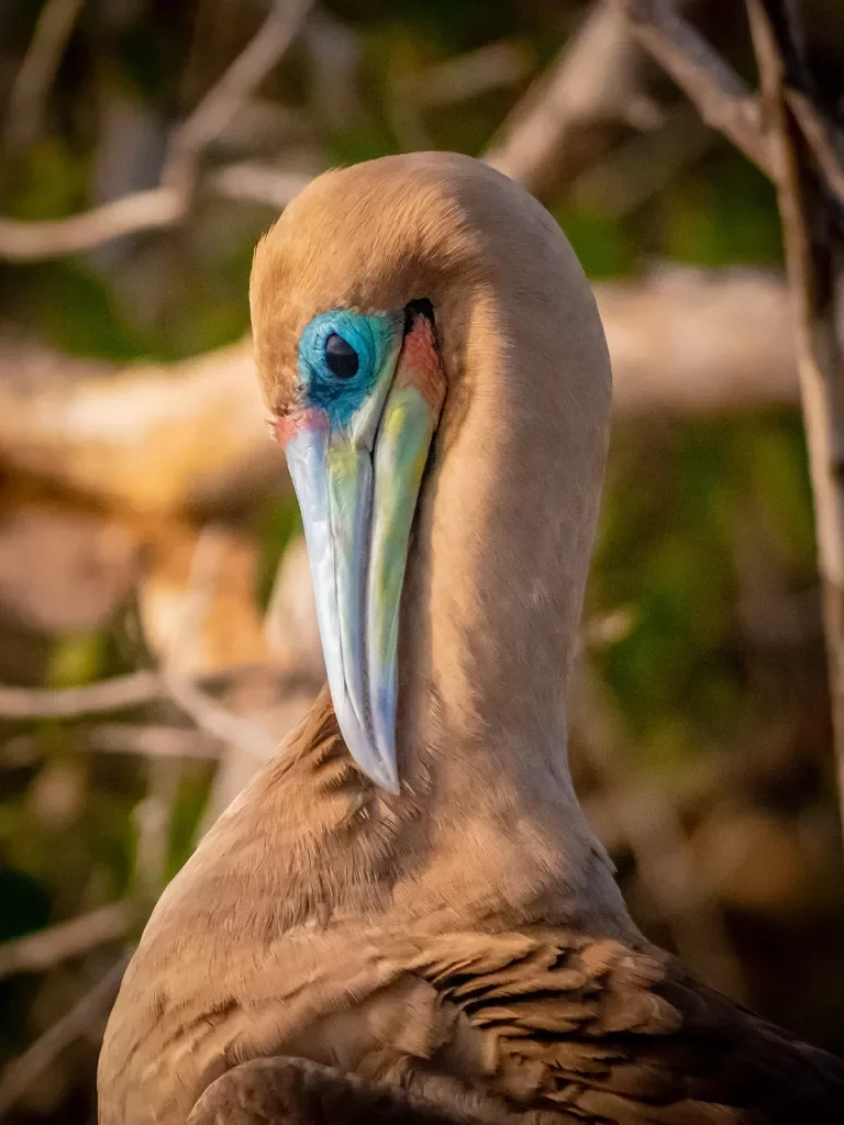 Bird Blue Galapagos