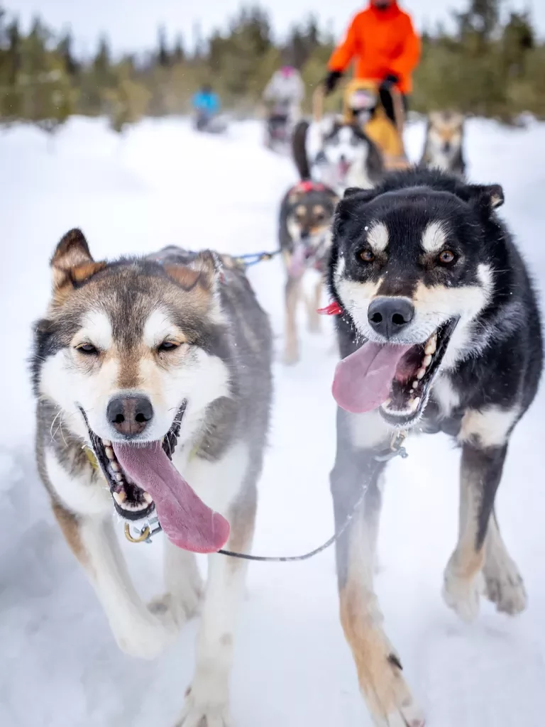 Dogsledding Lead Dogs Arctic