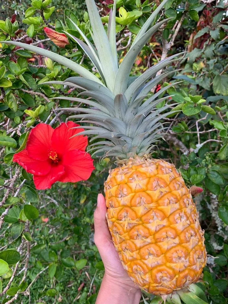 Pineapple in Hawaii