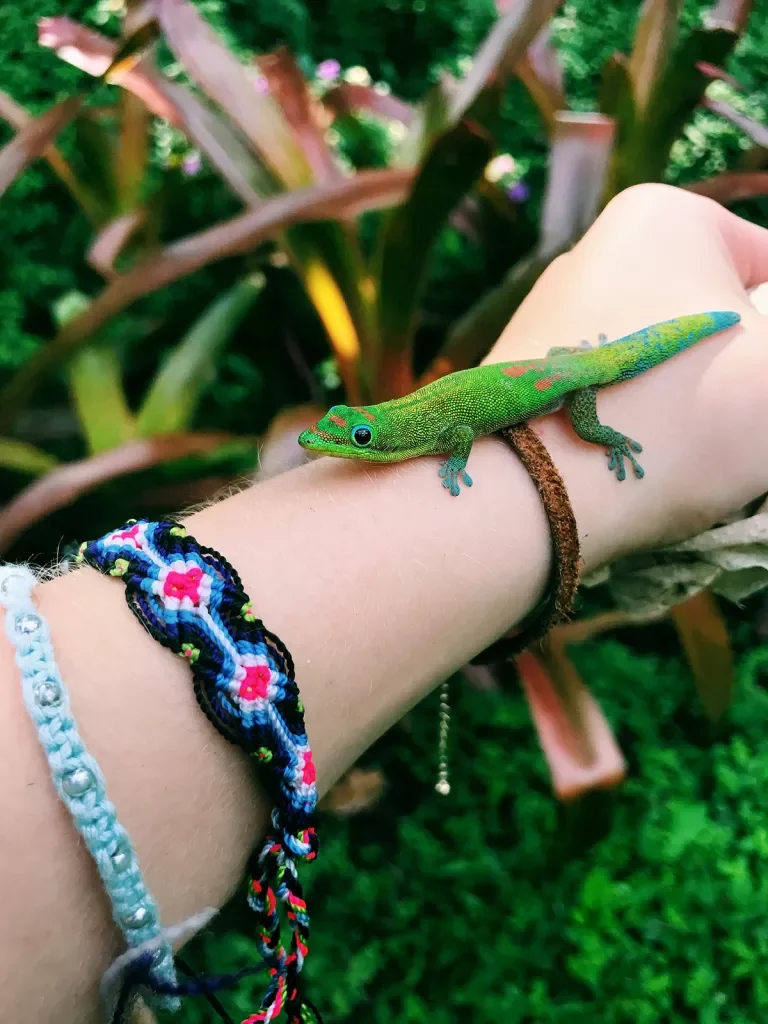Green gecko on a person's arm in Hawaii