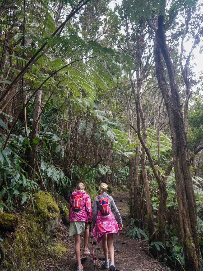 Hiking among lush trees in Hawaii