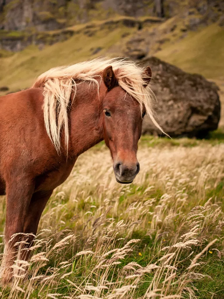 Horse Plains Iceland