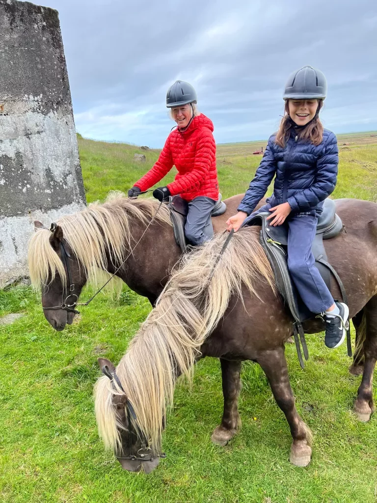 Icelandic Horses Eating Grass Iceland