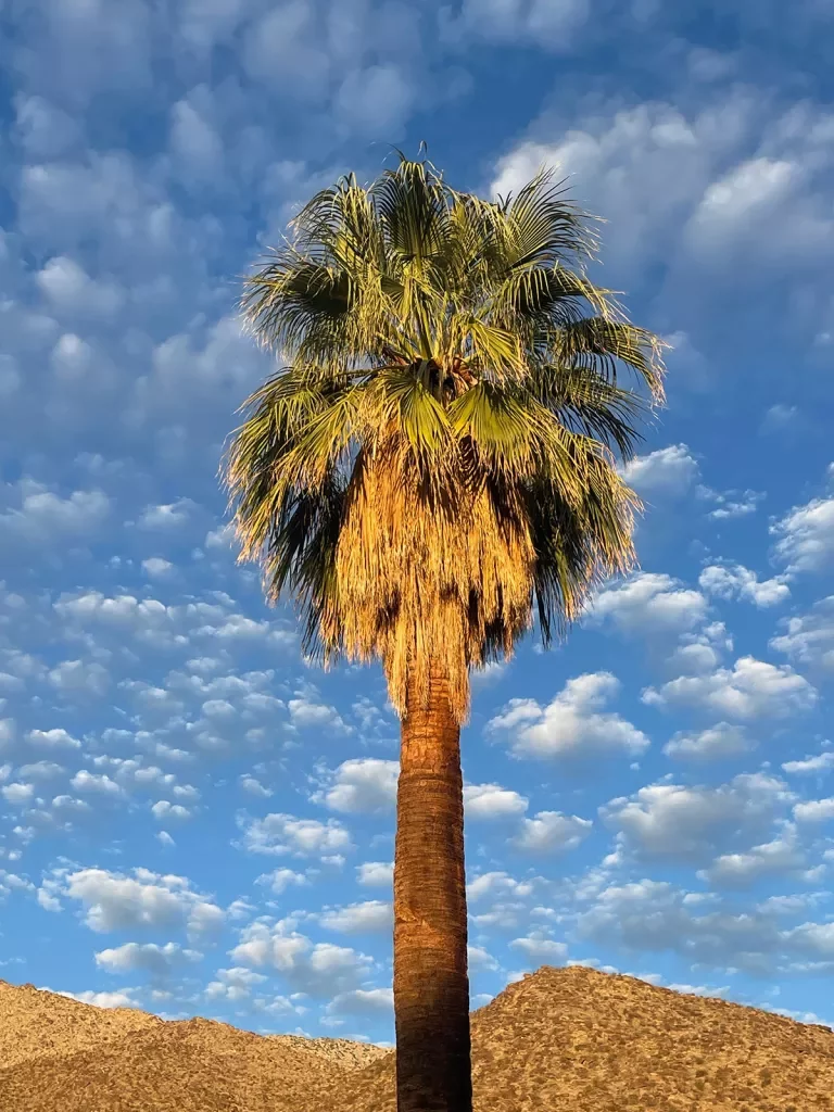 Shot of a lone palm tree.