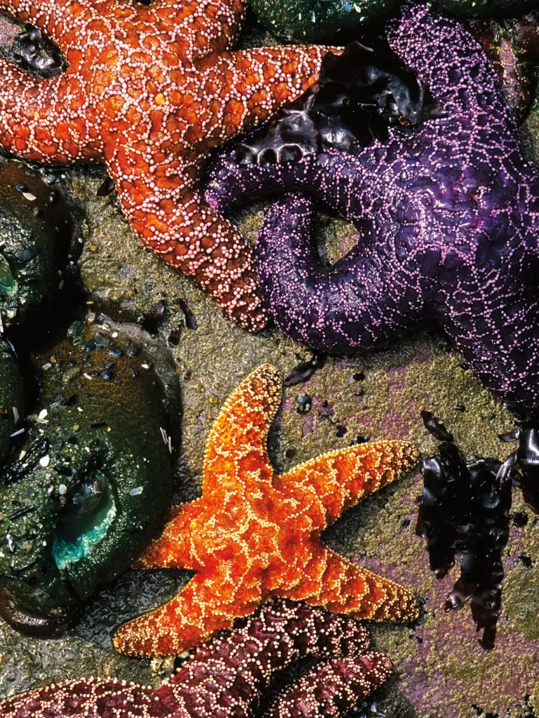 Close-up of orange and purple starfish.